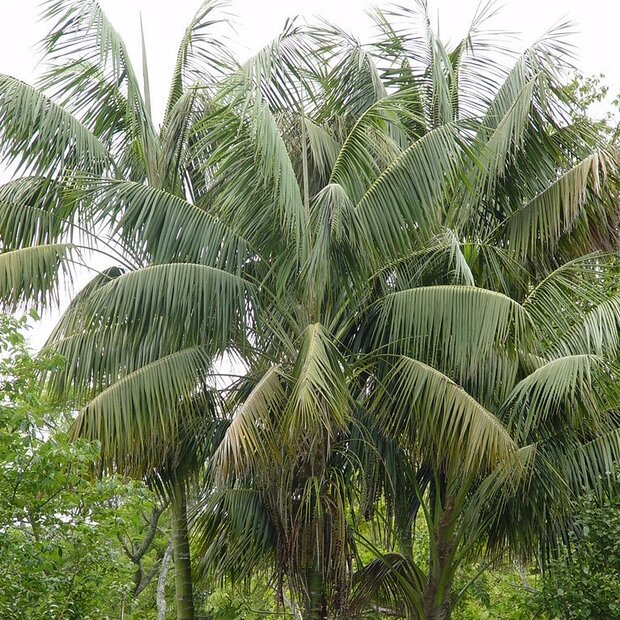 Kentiapalm (Howea forsteriana)