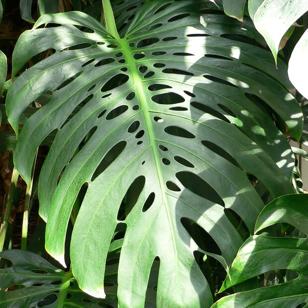 Gatenplant (Monstera deliciosa)