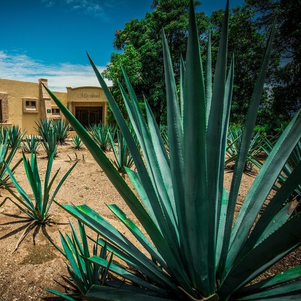 Tequila-agave (Agave tequilana)