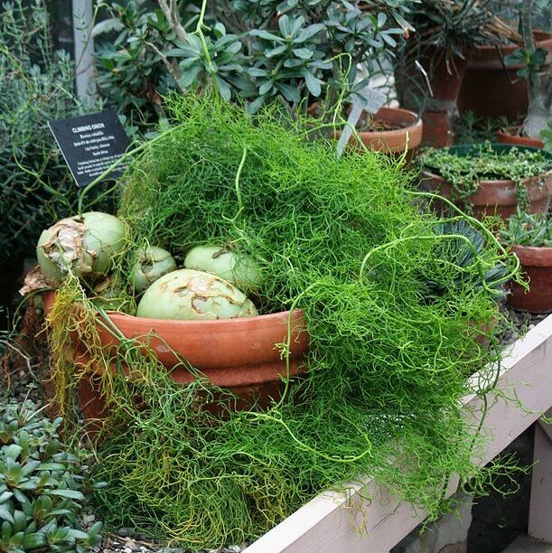 Vitrageplant (Bowiea volubilis)