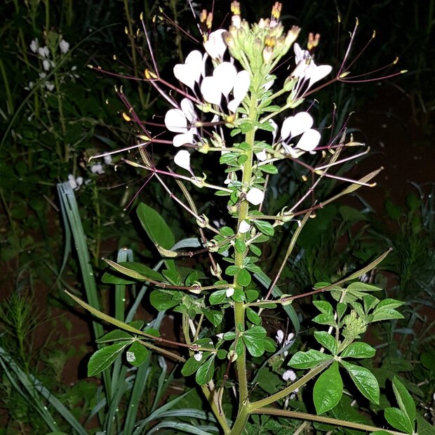 Afrikaanse spinbloem (Cleome gynandra)