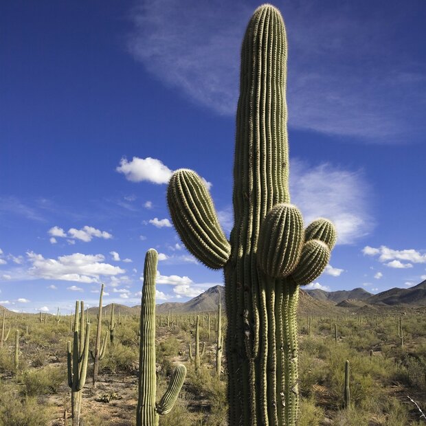 Saguaro cactus (Carnegiea gigantea)