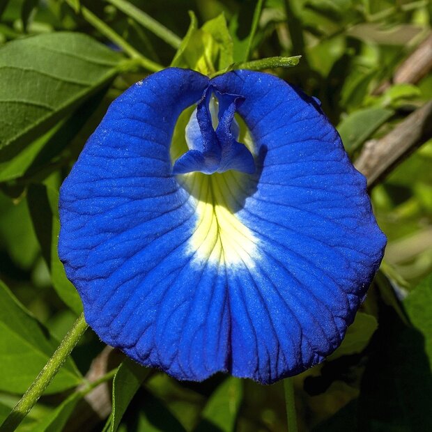 Kittelbloem (Clitoria ternatea)