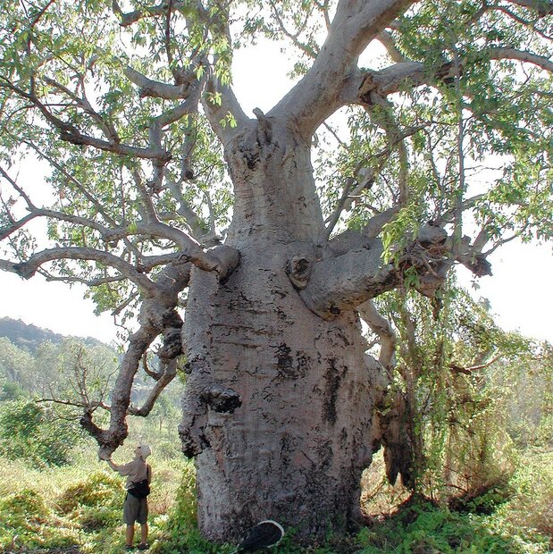 Australische baobab (Adansonia gregorii)