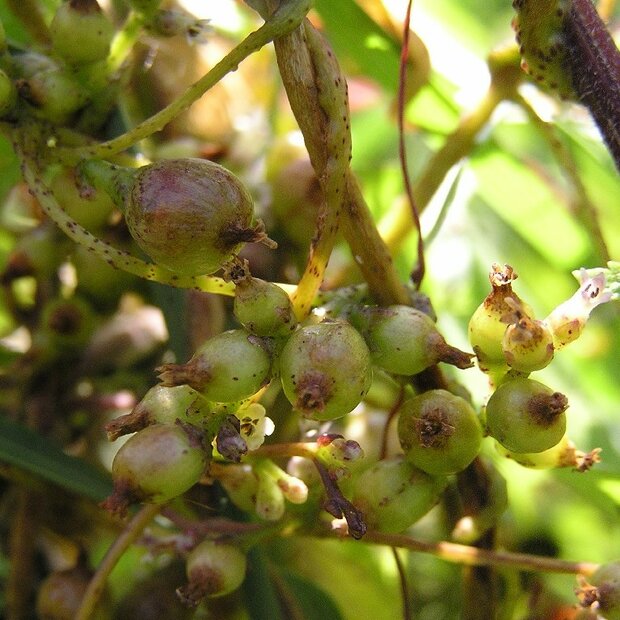 Hopwarkruid (Cuscuta lupuliformis)