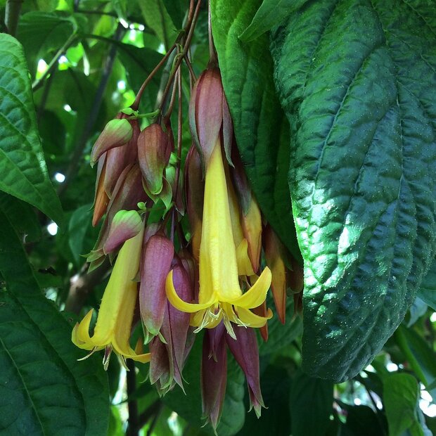 Gouden fuchsia (Deppea splendens)