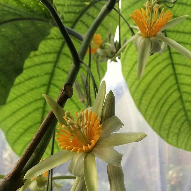 Boompassiebloem (Passiflora macrophylla)