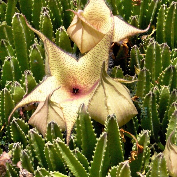 Reuzenaasbloem (Stapelia gigantea)