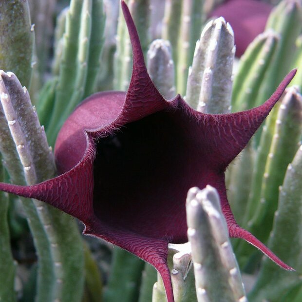 Aaskelk (Stapelia leendertziae)