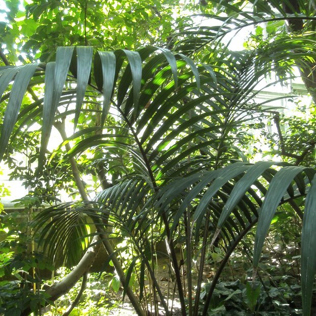Dwergsuikerpalm (Arenga engleri)