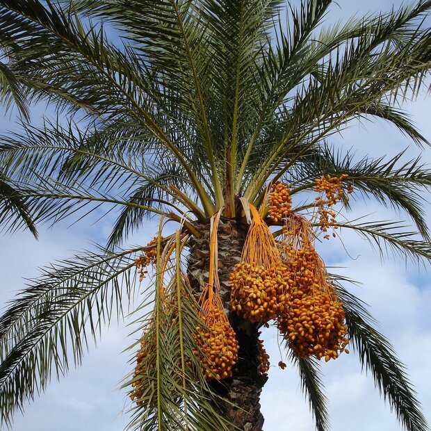 Dadelpalm (Phoenix dactylifera)