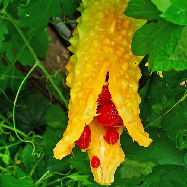 Bittermeloen (Momordica charantia)