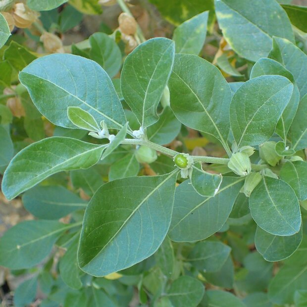 Ashwaganda (Withania somnifera)