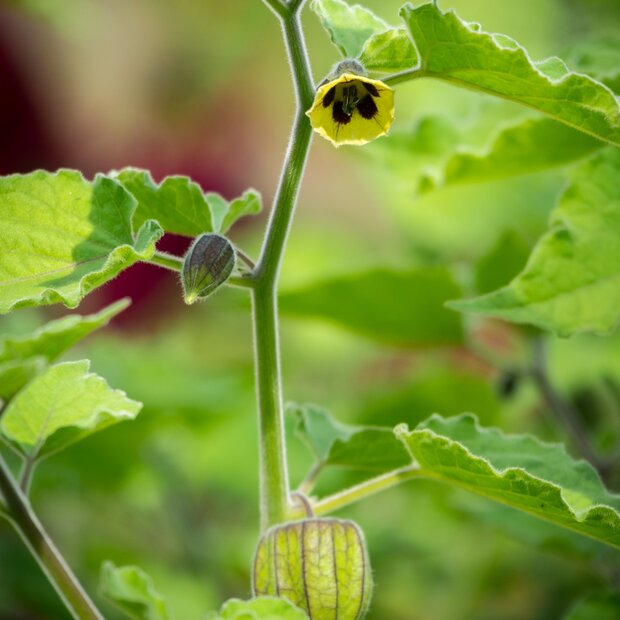 Incabes (Physalis peruviana)