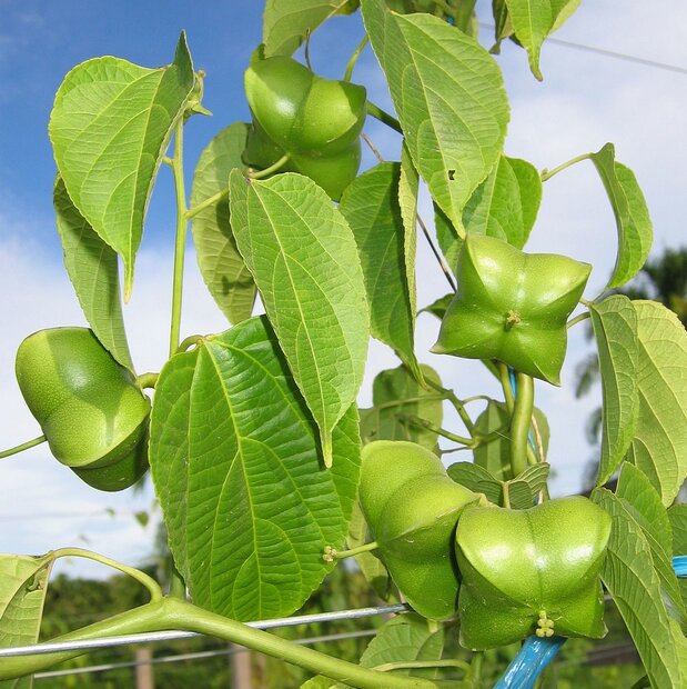 Sacha Inchi (Plukenetia volubilis)