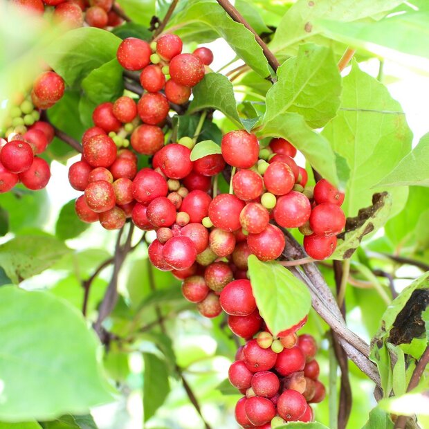 5-smaken-bes (Schisandra chinensis)