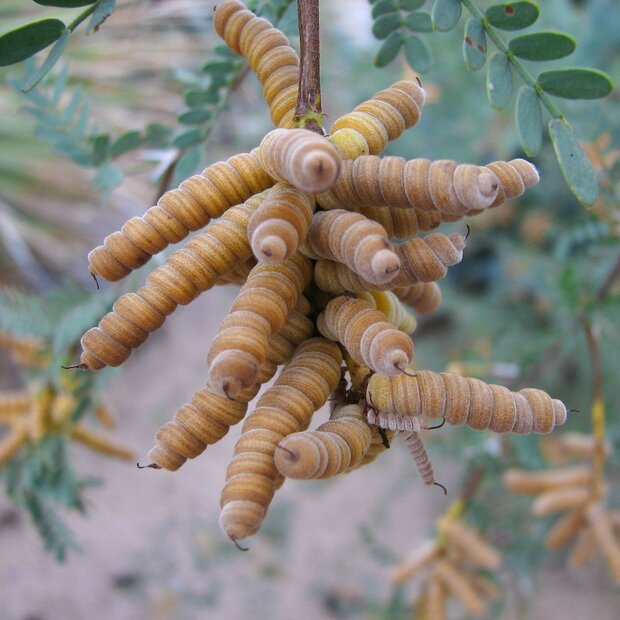 Schroefboon mesquite (Prosopis pubescens)