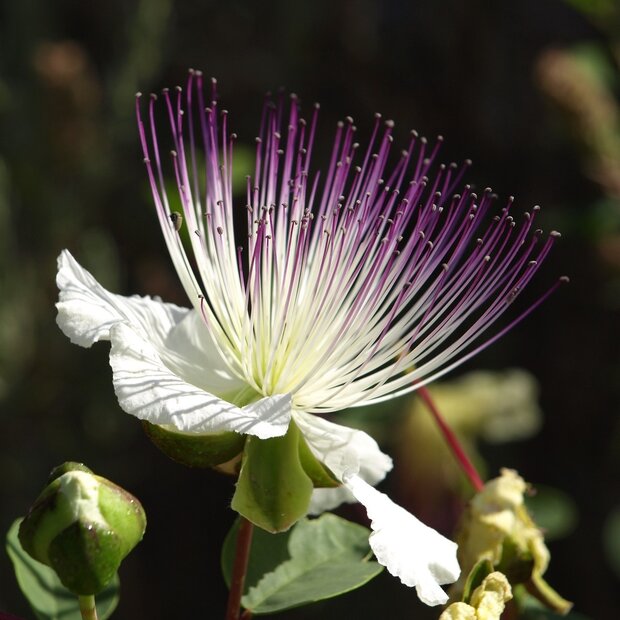 Kappertjesplant (Capparis spinosa)