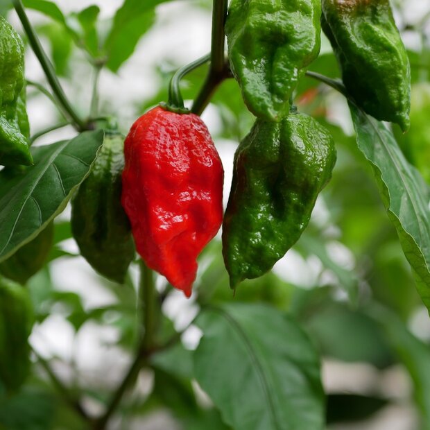Bhut Jolokia peper (Capsicum chinense 'Bhut Jolokia')
