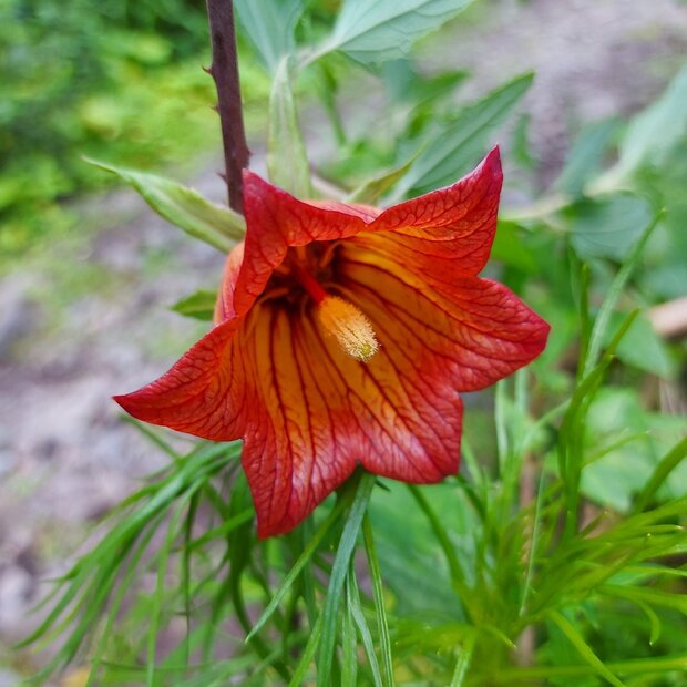 Canarisch klokje (Canarina canariensis)
