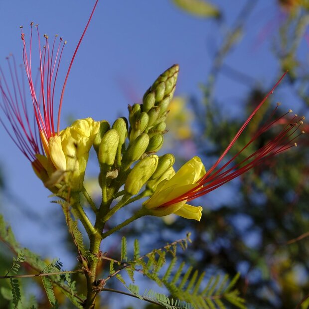 Paradijsvogelstruik (Caesalpinia gilliesii)