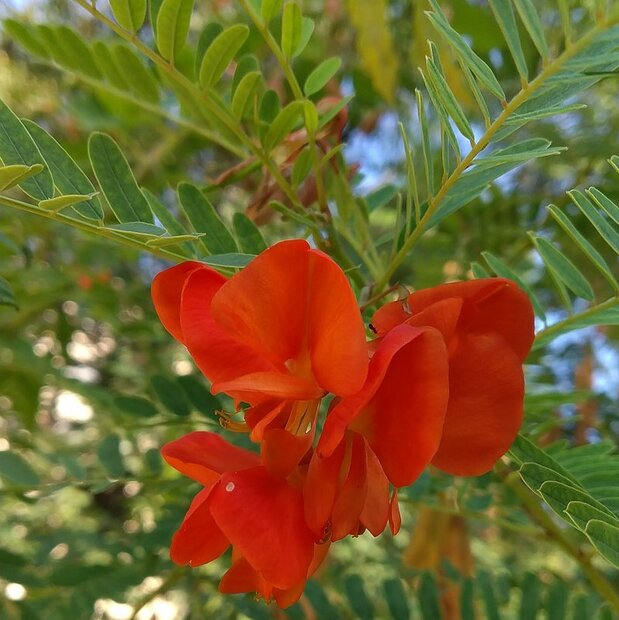 Rode sesbania (Sesbania tripetii)