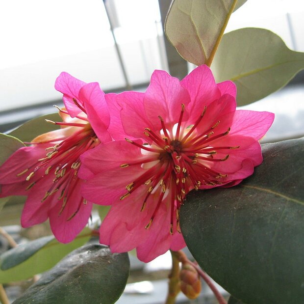 Hong Kong-roos (Rhodoleia championii)