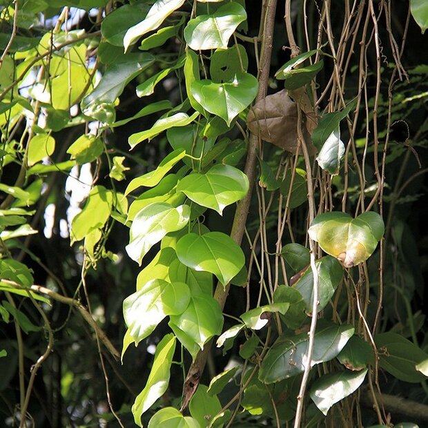 Javaanse komkommer (Alsomitra macrocarpa)
