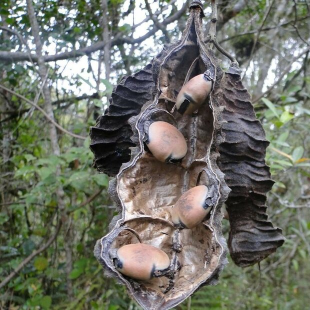 Rode hamburgerboon (Mucuna urens)