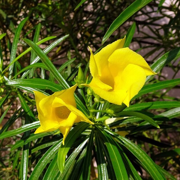 Gele oleander (Thevetia peruviana)
