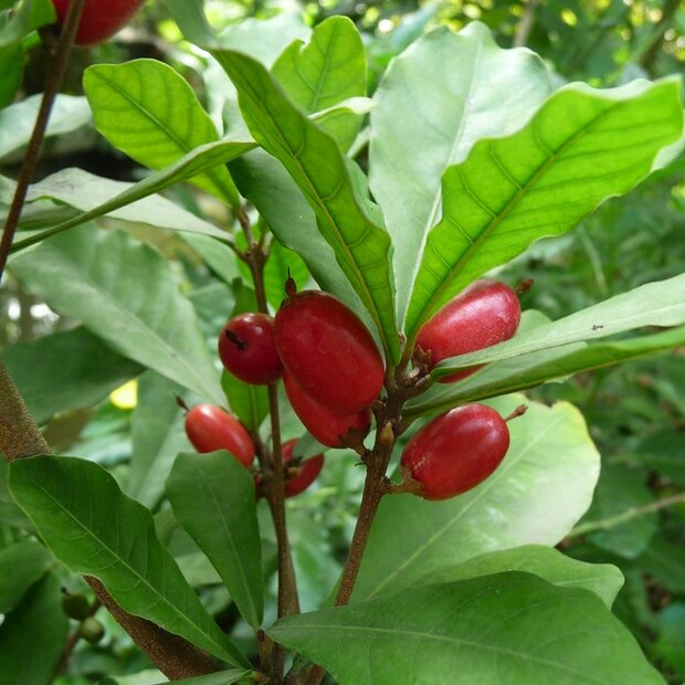 Mirakelbes (Synsepalum dulcificum)