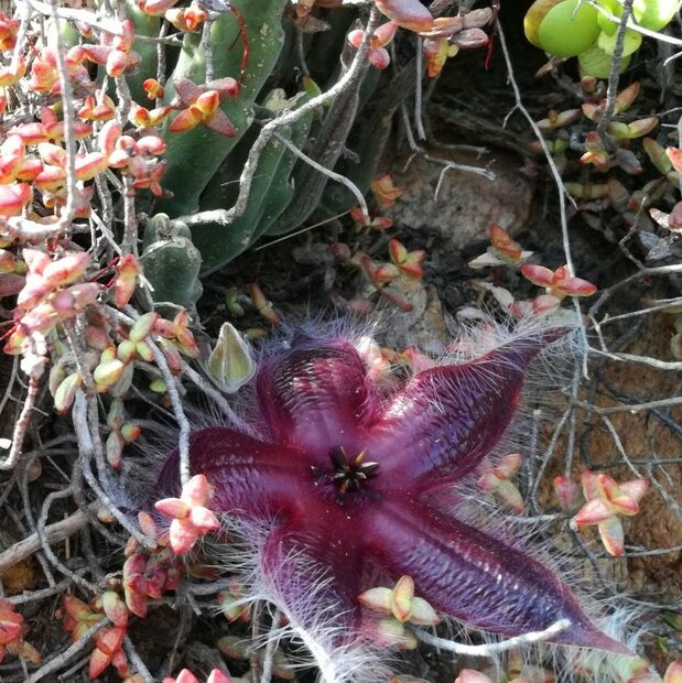 Aasbloem (Stapelia hirsuta)