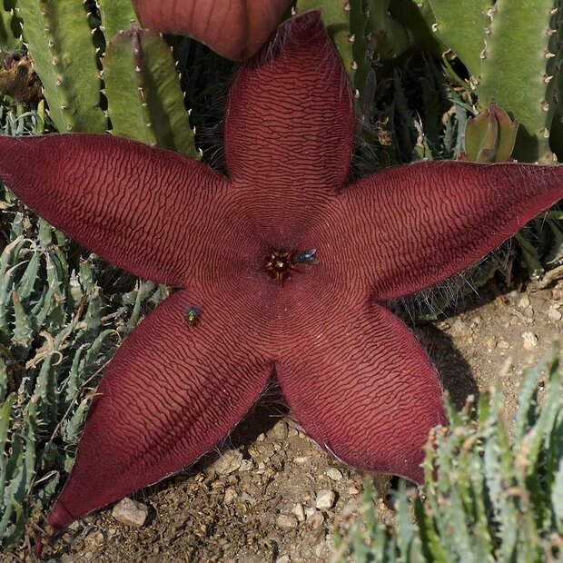 Grote aasbloem (Stapelia grandiflora)