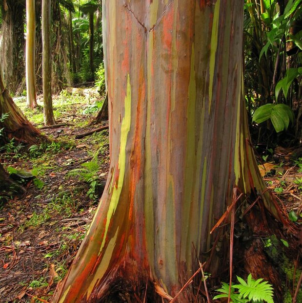 Regenboogeucalyptus (Eucalyptus deglupta)