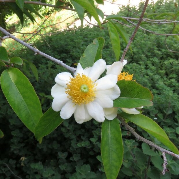 Gebakken-ei-boom (Oncoba spinosa)