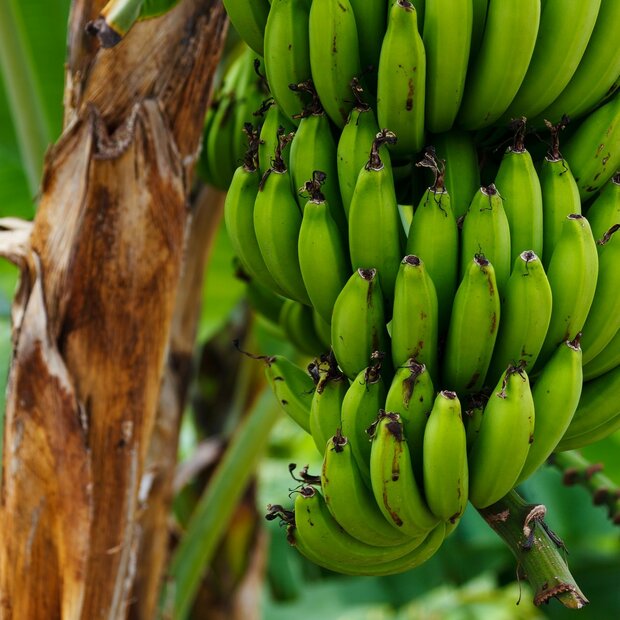Plantagebanaan (Musa x paradisiaca)