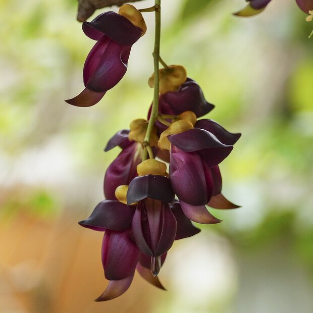 Fluweelboon (Mucuna sempervirens)