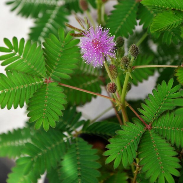 Kruidje-roer-mij-niet (Mimosa pudica)