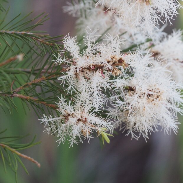 Theeboom (Melaleuca alternifolia)