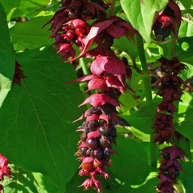 Fazantenbes (Leycesteria formosa)