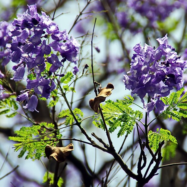 Blauwe jacaranda (Jacaranda mimosifolia)