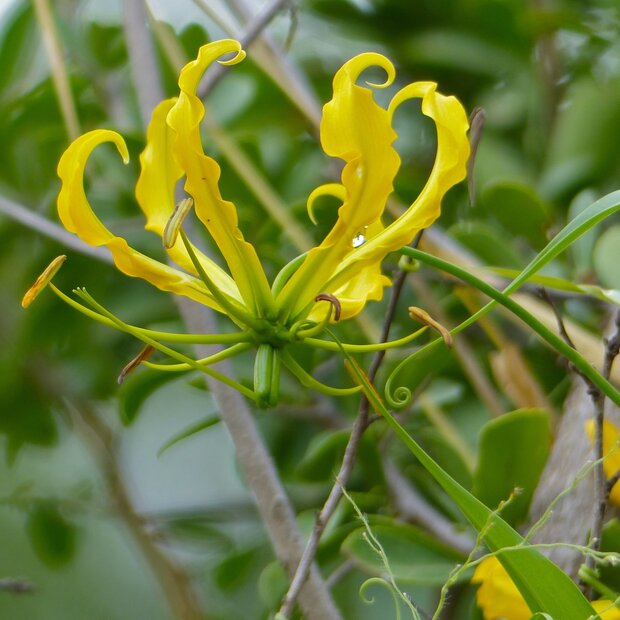 Gele gloriosa (Gloriosa lutea)