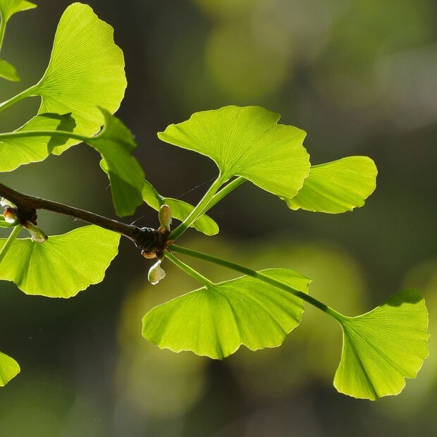 Ginkgo (Ginkgo biloba)