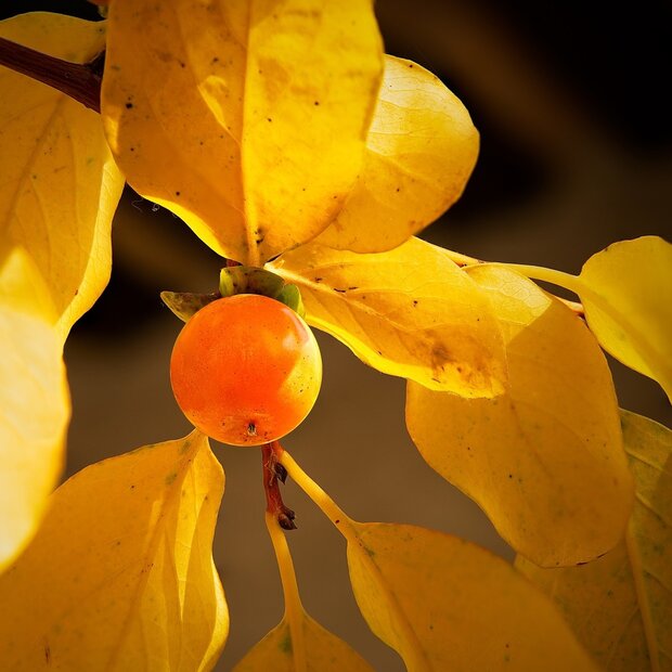 Lotusboom (Diospyros lotus)