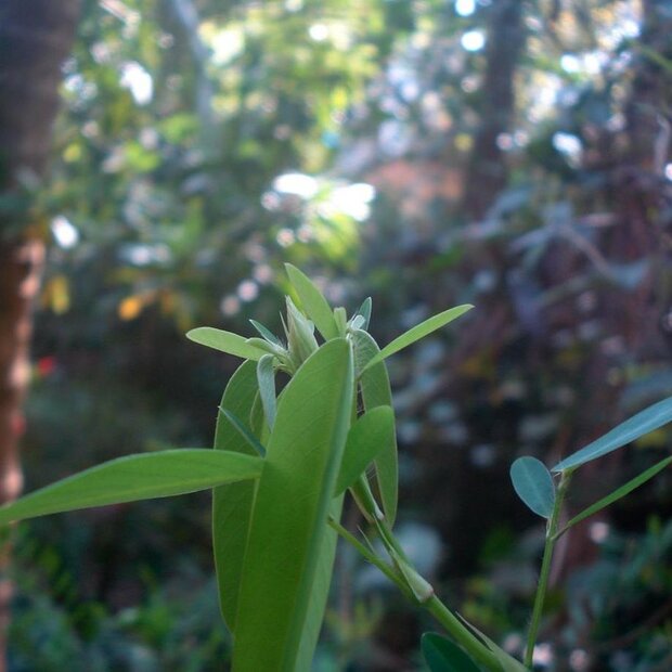 Telegraafplant (Desmodium gyrans)