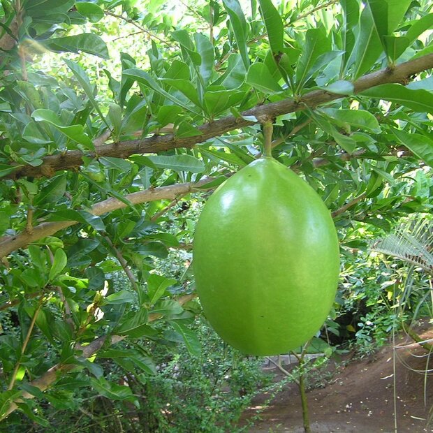 Kalebasboom (Crescentia cujete)