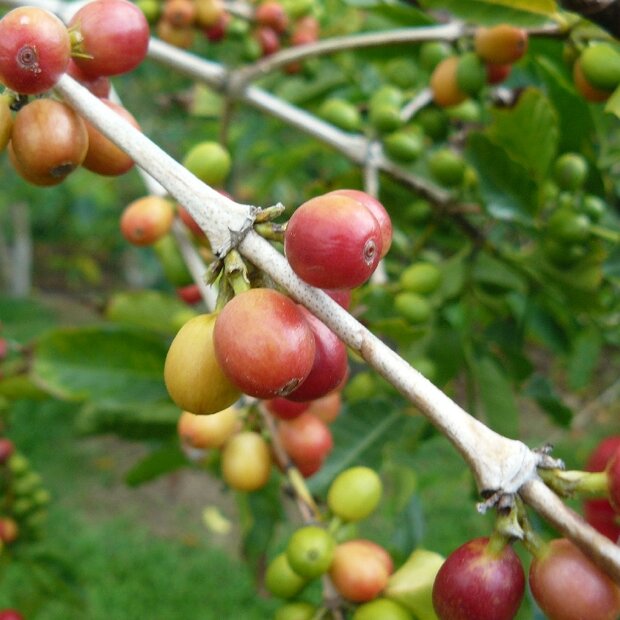 Kona koffie (Coffea arabica 'Kona')