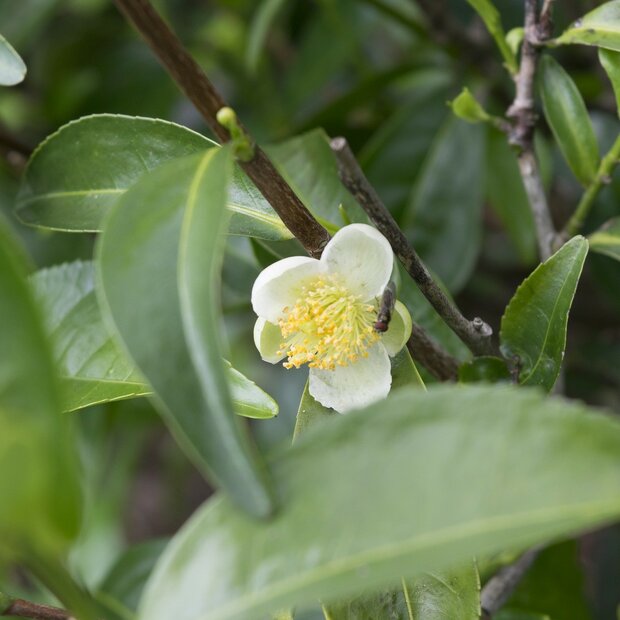 Theeplant (Camellia sinensis)