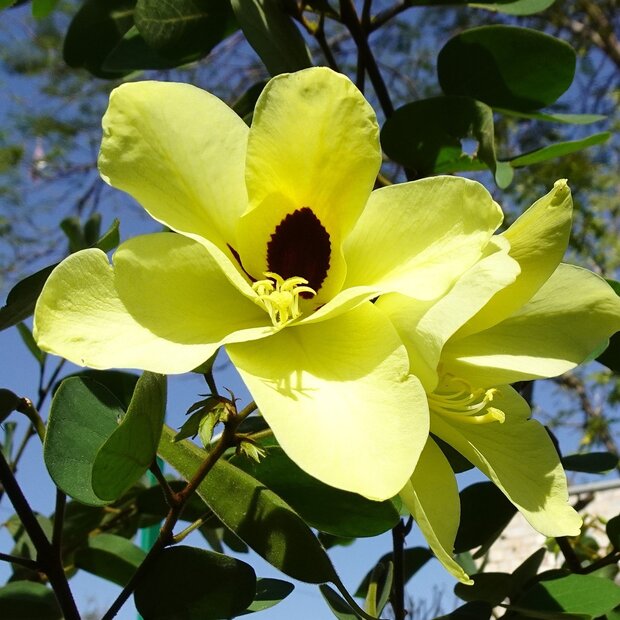 Gele orchideeboom (Bauhinia tomentosa)