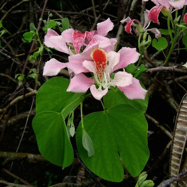 Roze orchideeboom (Bauhinia monandra)